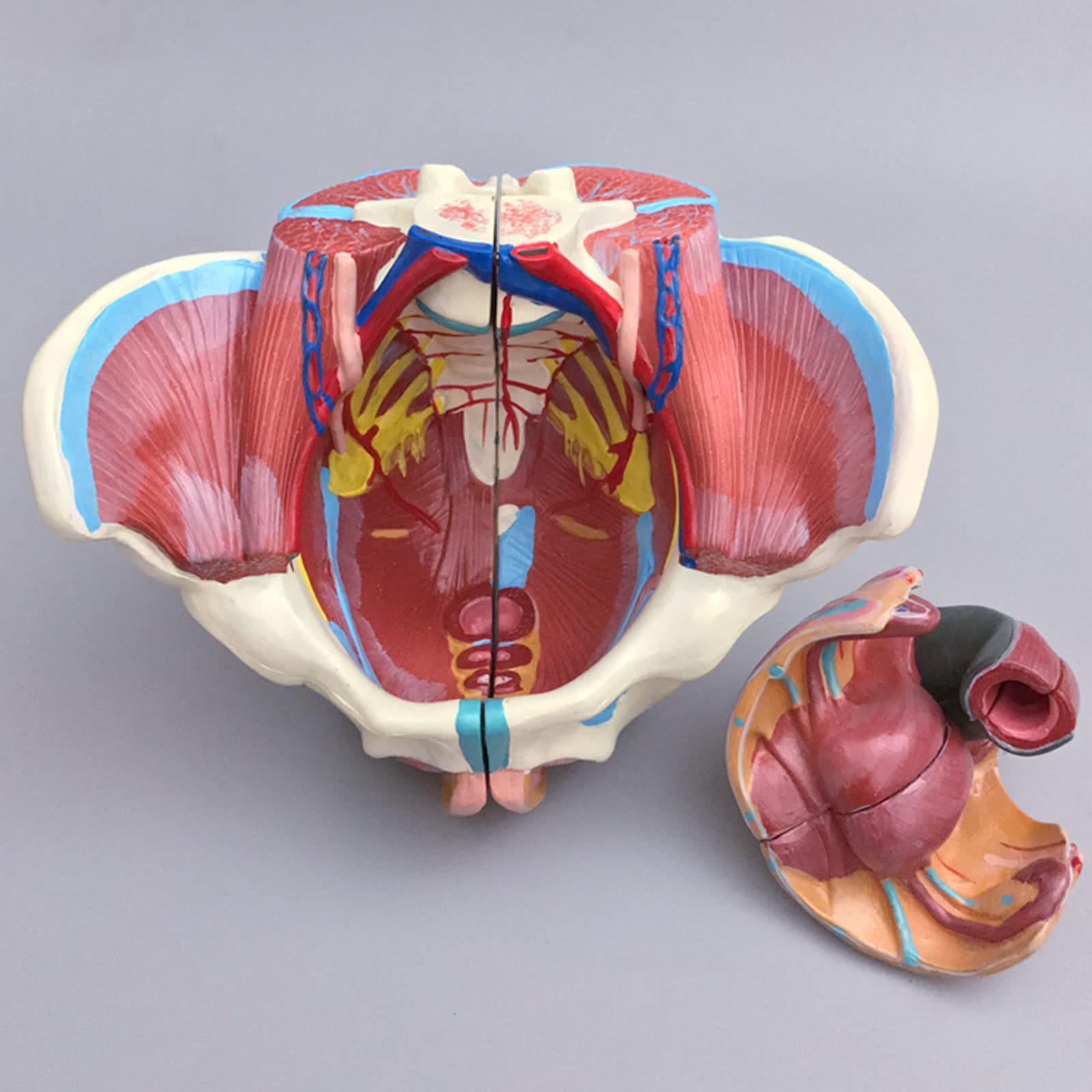 Anatomy Models Life Size Human Female Pelvis Model With Pelvic Floor
