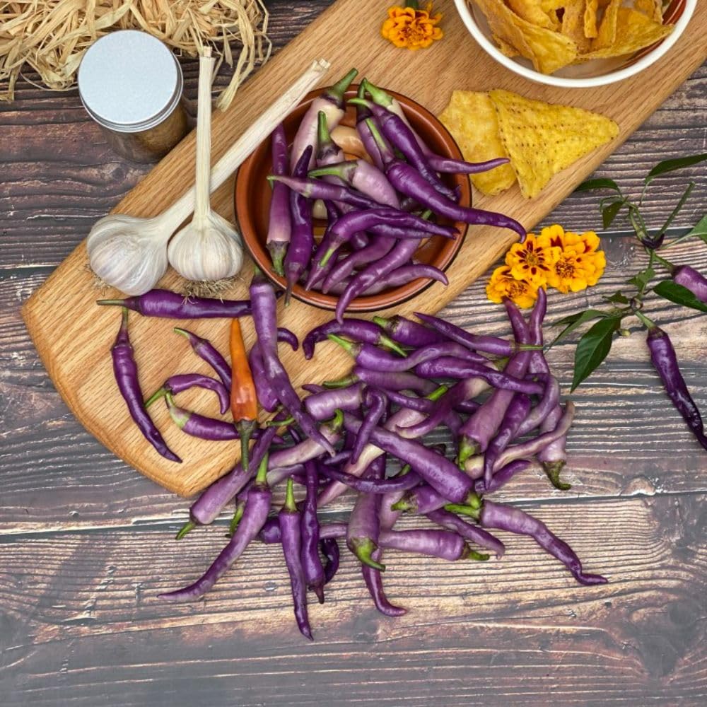 Chilli 'Buena Mulata' Seeds - Rare Metallic Purple Ornamental Pepper with Colour Evolution, Medium Heat, Sweet Flavour - Heirloom Variety - 1 Packet (8 Seeds) by Thompson & Morgan