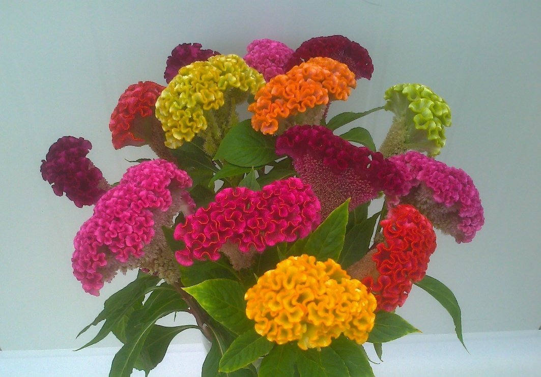 Creative Farmer Flower Seeds : Celosia Cockscomb Dwarf Plant Seeds Hybrid Mixed Flower Seeds Garden [Home Garden Seeds Eco Pack] Plant Seeds (B078RG74CQ) Amazon Price History, Amazon Price Tracker