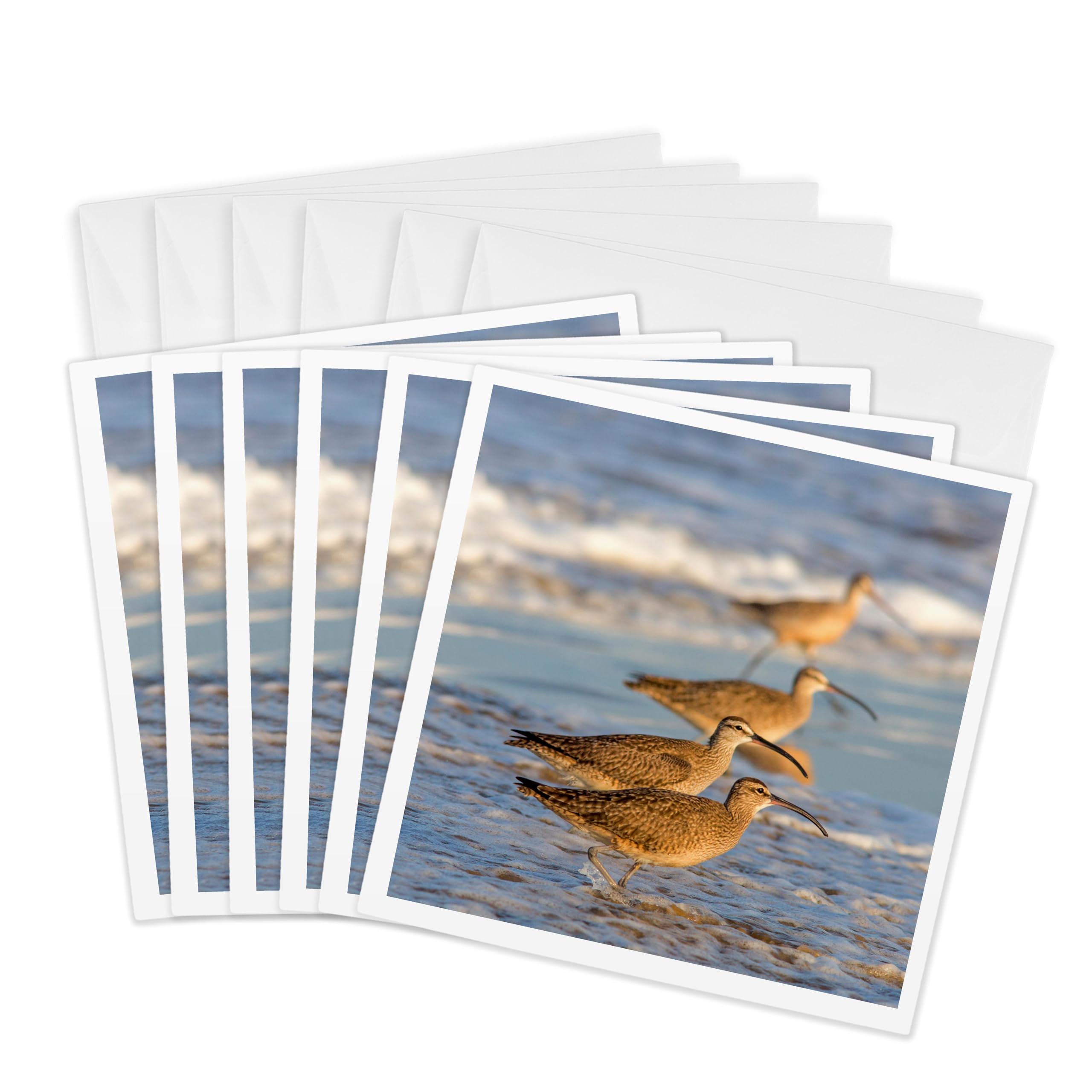 3dRose gc_229956_1 6 x 6-Inch "Whimbrel Shorebirds Foraging Pismo Beach, California, USA" Greeting Card (Pack of 6)