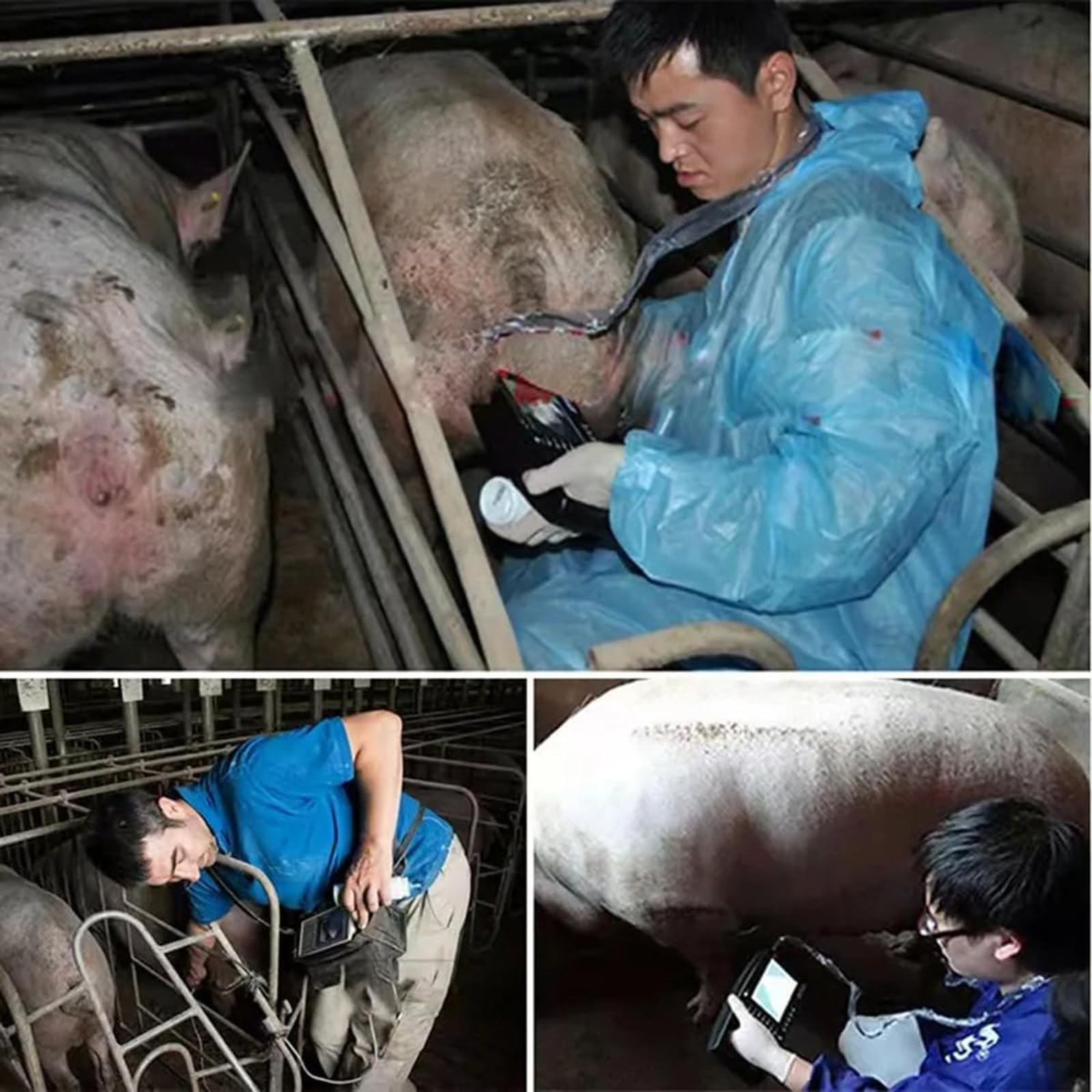 Kit D'échographie Vétérinaire,Appareil D'échographie Vétérinaire Portable avec 3,5 MHz Sonde Rectale,Appareil D'échographie De Type B pour Animaux Agricoles,Porcs,Chèvres,Gestation