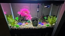 Review Image by Dennis Dennis