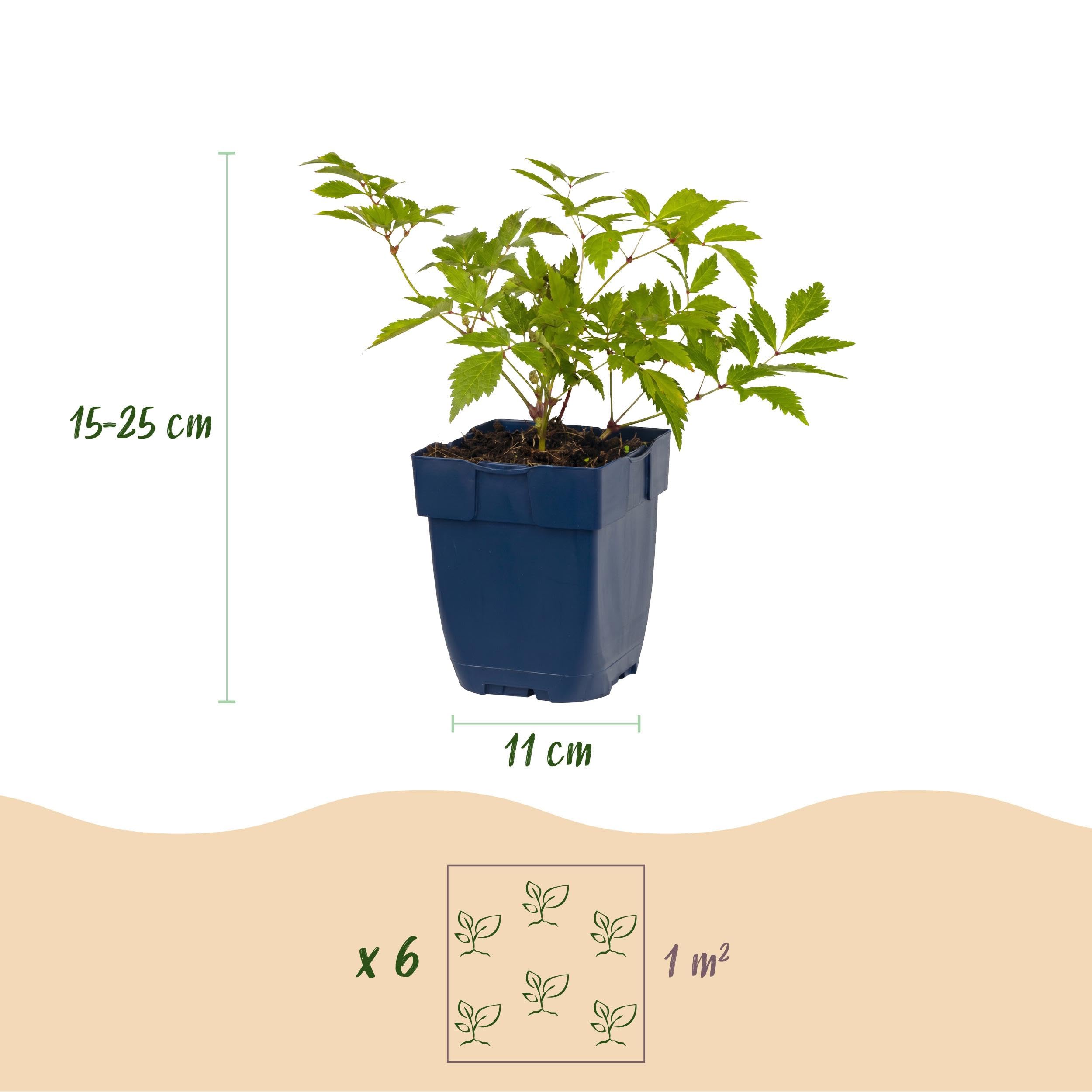 Astilbe (J) Deutschland – Rispenspirea – Schatten – Weiß – 24 Pflanzen - 15-25cm - Ø11cm - Gartenpflanze