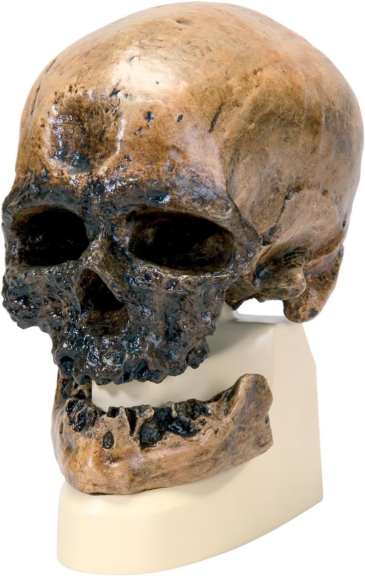 3B Scientific VP752/1 Crô-Magnon Anthropological Skull Model, 8.5" x 5.9" x 9.6"