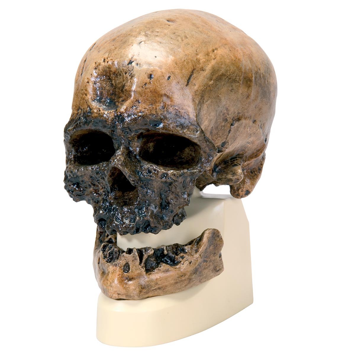 3B Scientific VP752/1 Réplique de crâne d'Homo sapiens Crô-Magnon