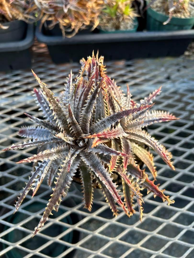 厳選 ディッキア Dyckia BS F3 D015 MK select 厳選 ディッキア Dyckia BS F3 D015 MK select 0.000 000 000 000 000