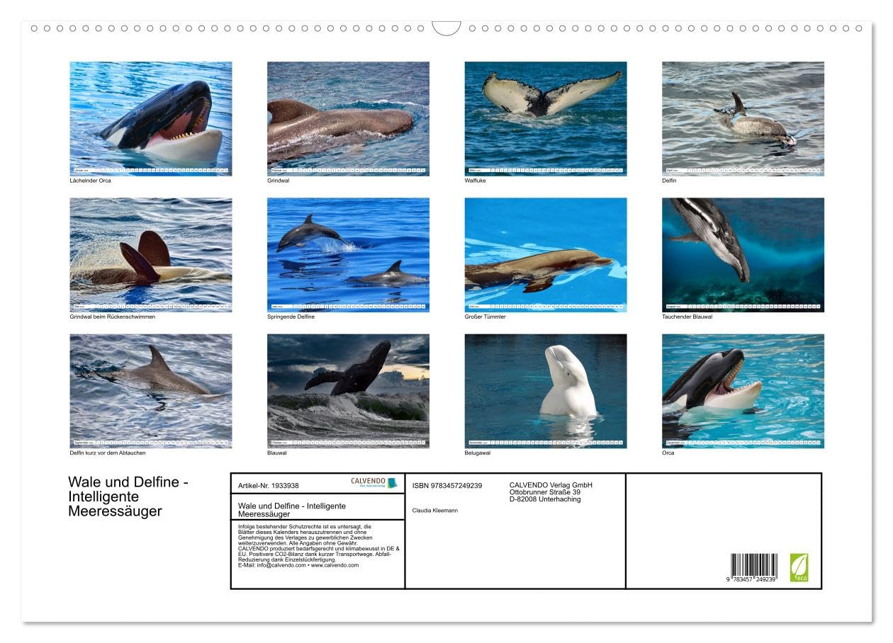 Wale und Delfine - Intelligente Meeressäuger (Wandkalender 2026 DIN A2 quer), CALVENDO Monatskalender: In den Weiten des Meeres (CALVENDO Tiere)