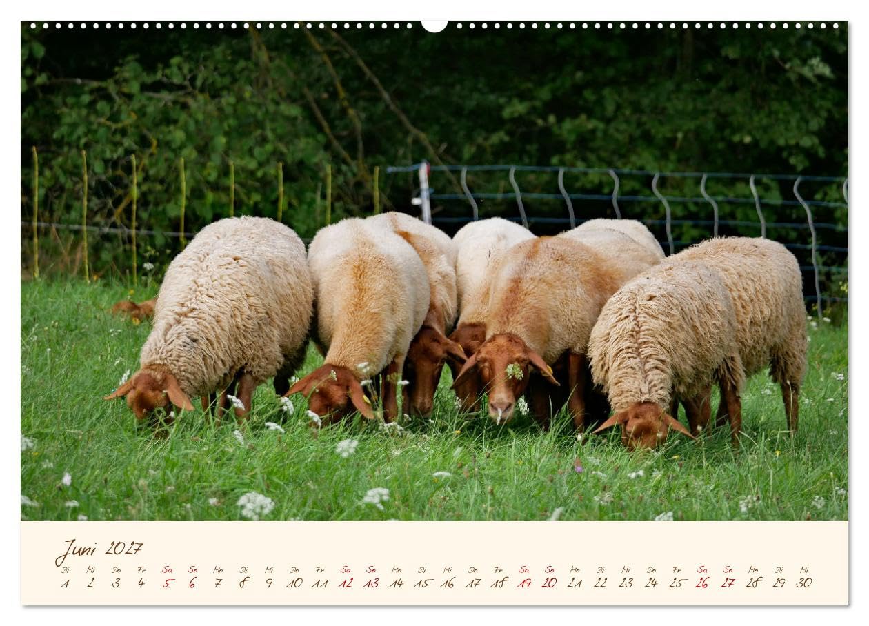 CALVENDO - Coburger Fuchsschaf (Wandkalender 2027 DIN A2 quer), Monatskalender: Porträts und besondere Momentaufnahmen einer alten Schafrasse