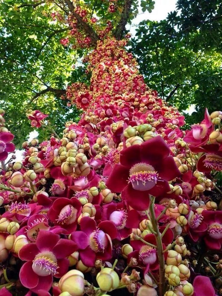 OXY GREEN PLANT® Nagalinga,Cannon Ball Tree,Tope gola,Naagalinga,Lingada hoovina mara,Shivalingam, Kaman gola,Naagalingam,Couroupita guianensis Healthy Live flower Plant Actual Plant Height,5 ft to 1.5ft (B0CB6J9SG8) Amazon Price History, Amazon Price Tracker