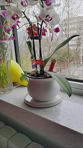 Miniatura 5 de 2 bandejas de cerámica para macetas, bandejas de 4 5 6 7 8 9 10 11 12 13 pulgadas para interior, exterior, resistente, duradera, base de drenaje