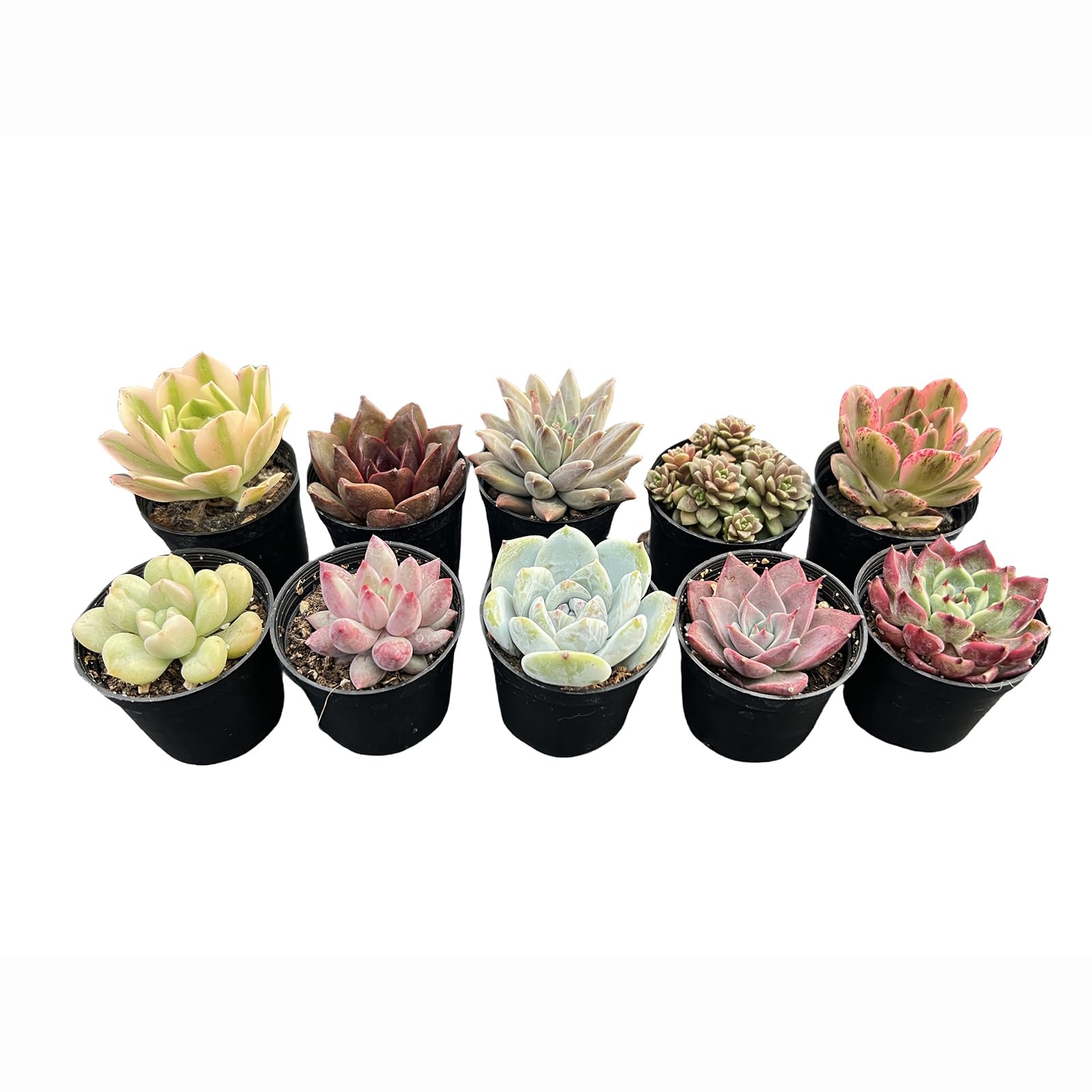Sprout N Green10 Pack Rosettes Succulents Plants Live, Mini Succulents in 2" Starter Planter with Potting Mix, Rare Plants for Indoor House Home Garden Wedding Decor Party Favor DIY Gift