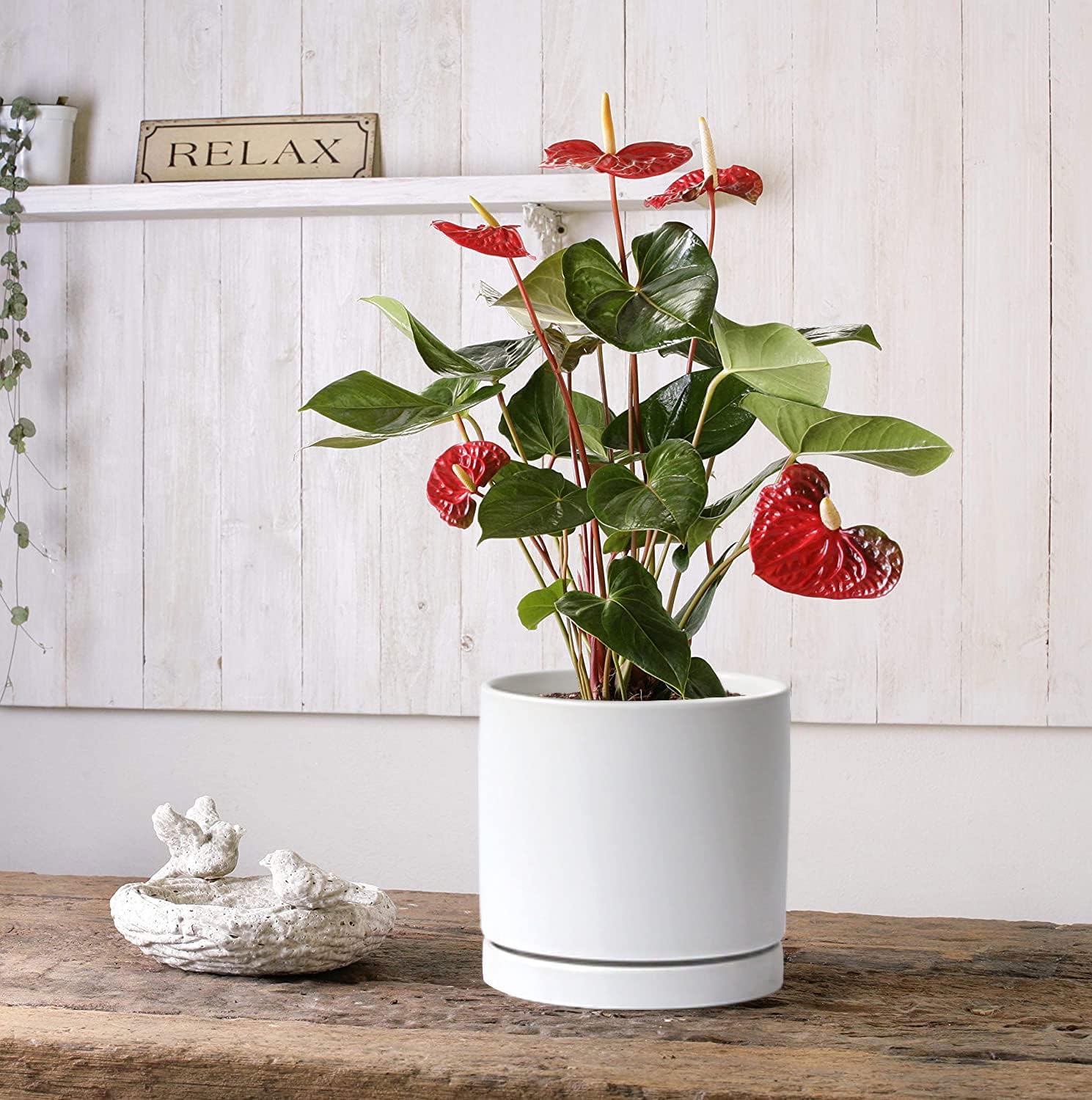 Aveyas 8 inch Ceramic Plant Pot with Drainage Hole and Saucer - Suitable for Indoor and Outdoor Use, Modern Planters for House Garden Flower Tree Snake Monstera Plants (8", Matte White) - Image 6