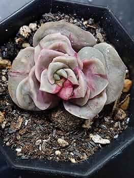 ❤️専用出品❤️ラブリーローズ錦❤️抜き苗② ランダム発送】多肉植物 ラブリーローズ 2本❤️抜き苗❤ - メルカリ