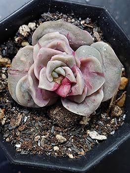 ラブリーローズ錦白斑  カット苗 ラブリーローズ錦 – 多肉植物の通販・販売サイト tawawa