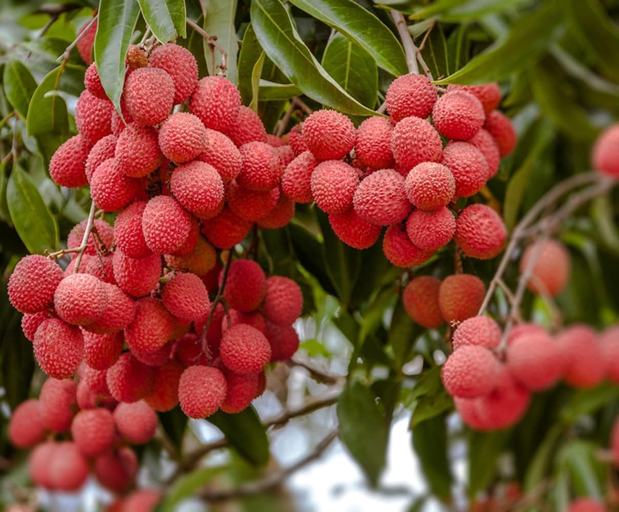 Lychee Tree Live Plant, Vietnamese Lychee Fruit Tree 5-9" Tall for Gardening