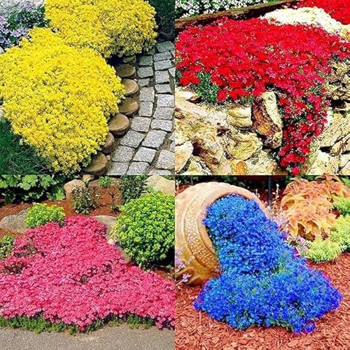 PERZOE 700Pcs Creeping Thyme Seeds Ground Cover Carpet Perennial Flowering Garden Plant Decor Rock Cress Seeds Light Blue