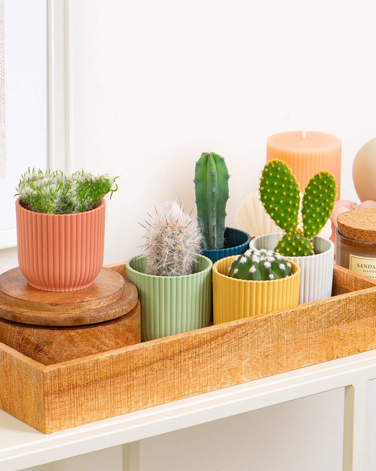 Prickle Plants Cactus Mix - Unique Indoor Cactus with Distinctive Form, Easy Care Succulent Plant for Home, Desk or Windowsill (5 Pack incl. 5.5cm Pot)