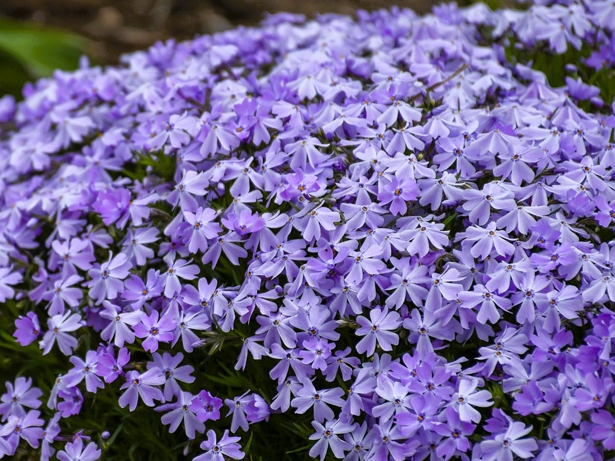 Greenwood Nursery Emerald Blue Creeping Phlox