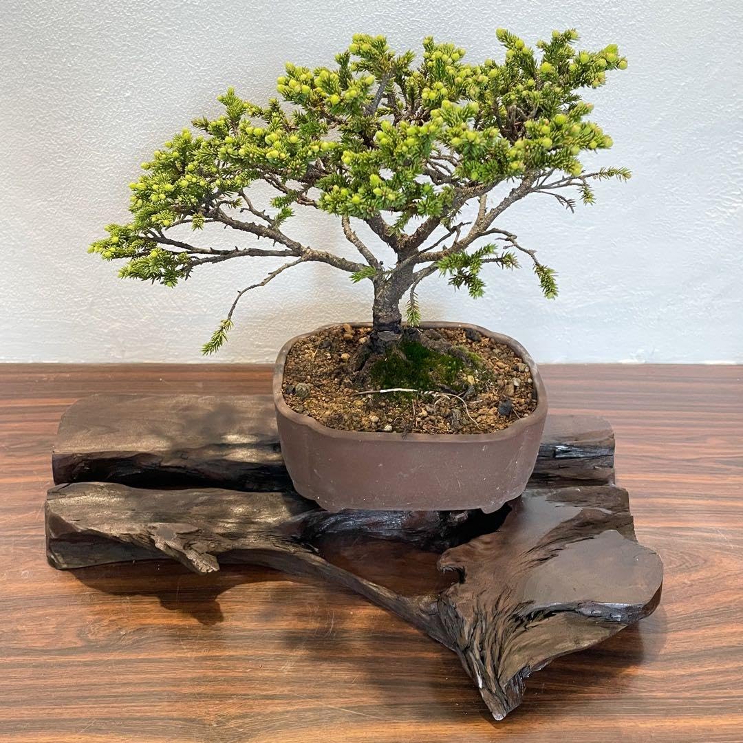 古木 花梨 瘤 玉杢 花台 香台 盆栽台 40㎝