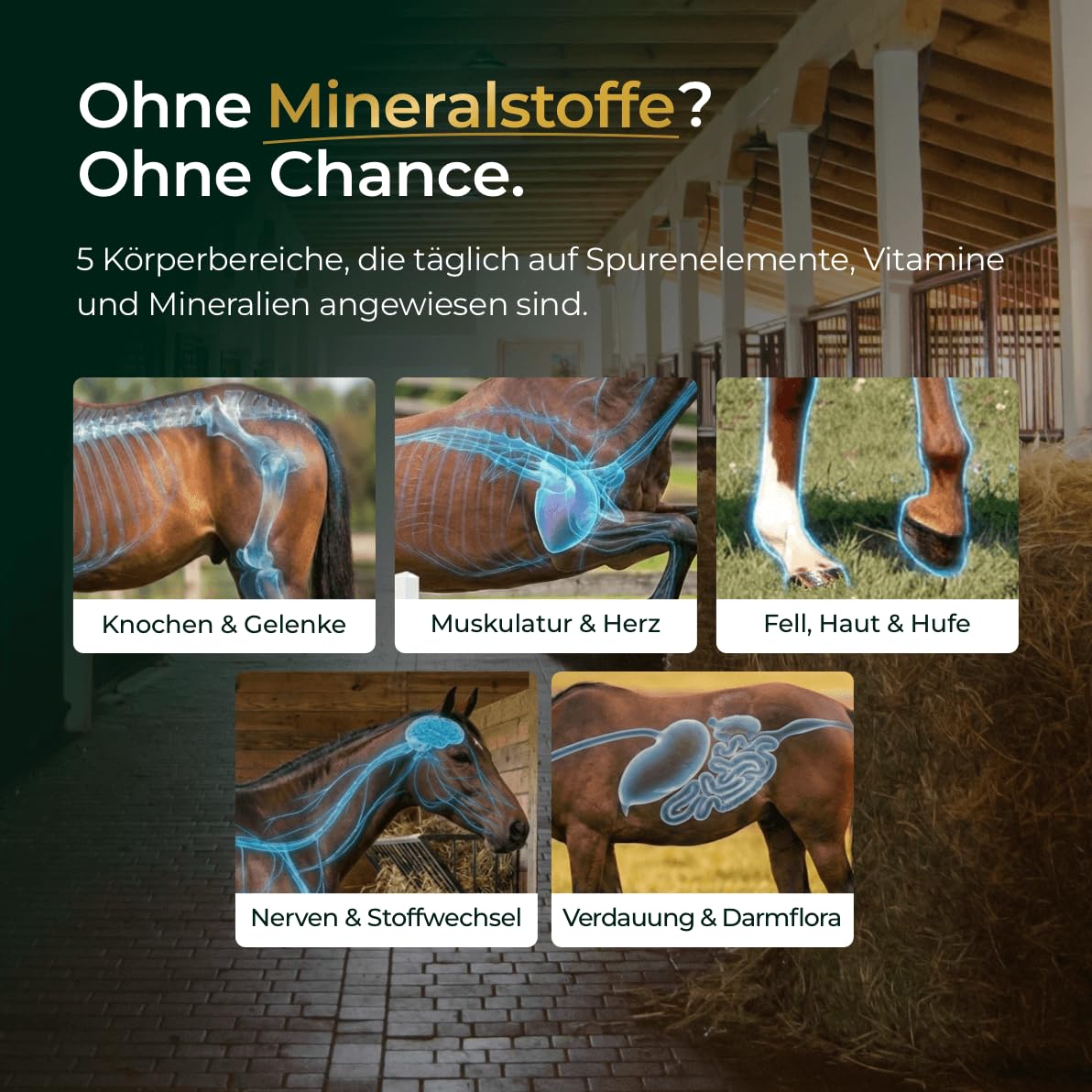 Mineral 2.0 1,5kg - Pellets mit Chelat-Spurenelementen - hohe Bioverfügbarkeit - Prä- & Probiotika - 100% melassefrei - dopingfrei - Made in Germany