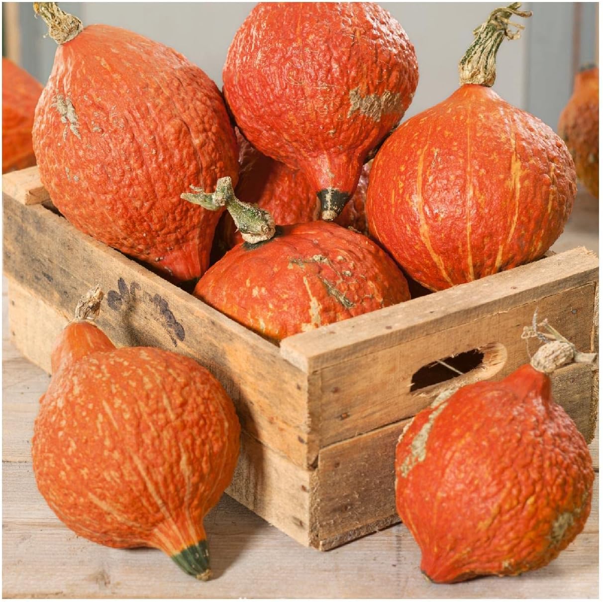 Everwilde Farms - 1 Lb Hubbard Golden Winter Squash Seeds - Gold Vault