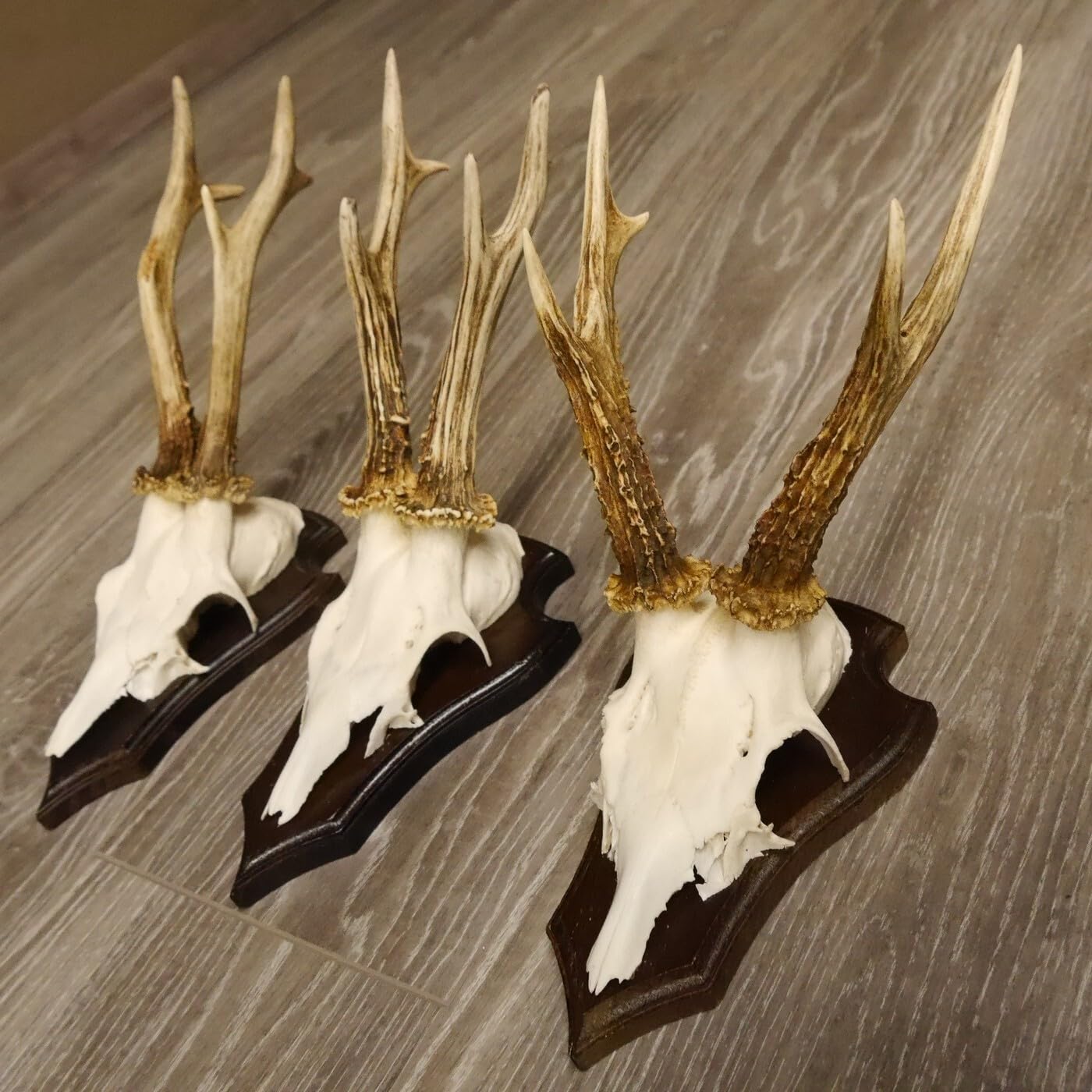 Targa Per Trofeo In Rovere Scuro - 19x11 Cm, Per Corna Di Cervo, Con Dati Adesivi - Foto 5