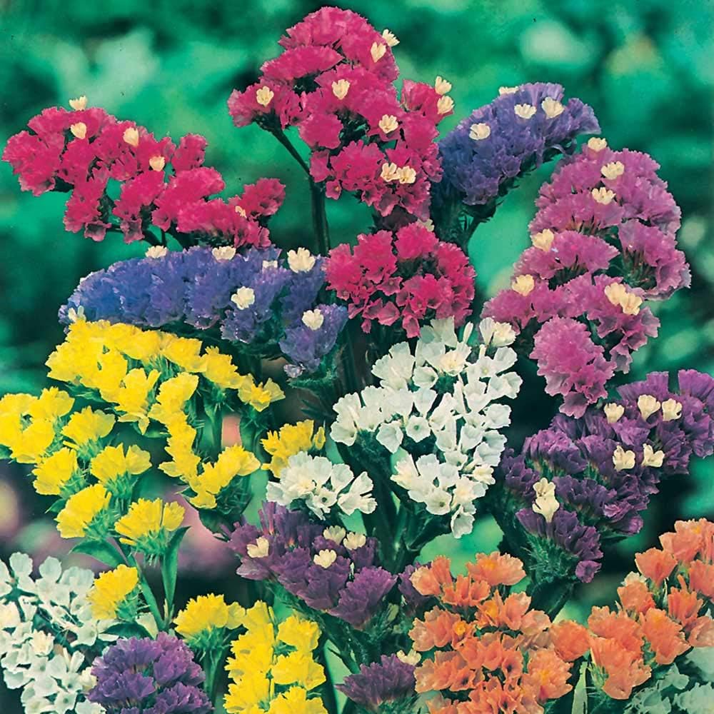 Kings Seeds - Statice Art Shades Mixed - 100 Seeds