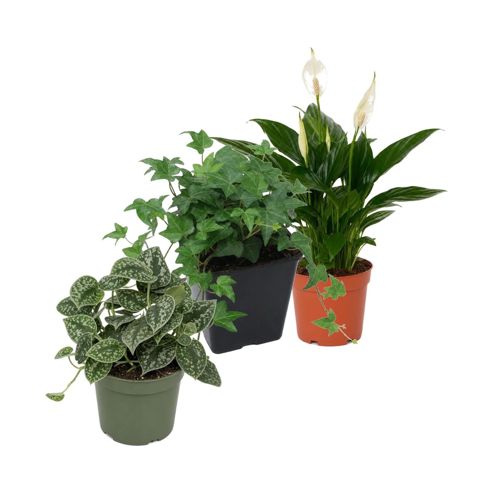 DECOALIVE Pack 3 Plantas Naturales para Punto Focal Decorativo