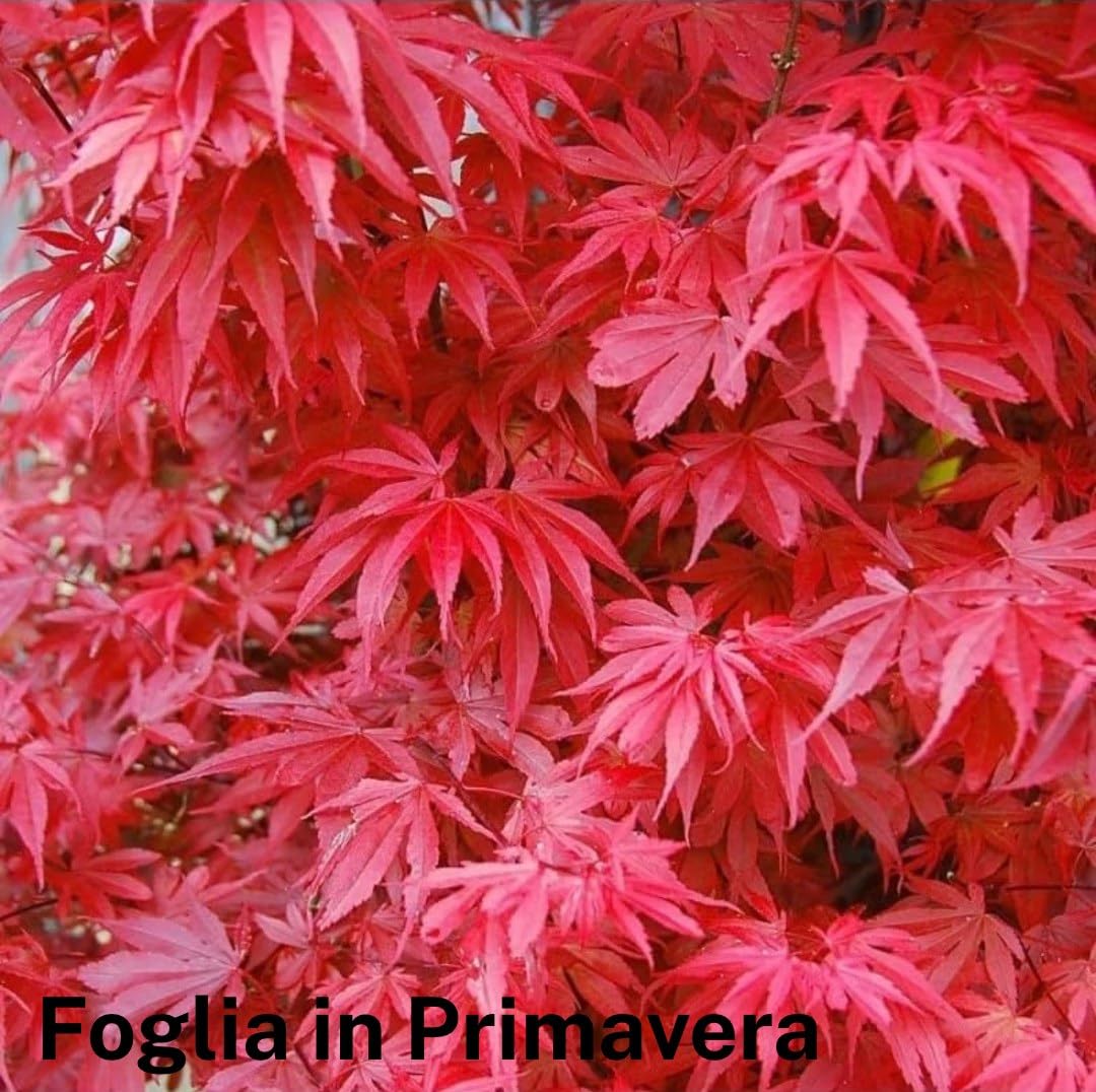 Acero rosso giapponese palmatum "Skeeter's Broom" vaso ø27 cm h 120/150 cm