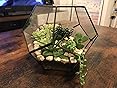 Geometrisches Glas Terrarium - Dekorative Pflanzgefäße Für Sukkulenten & Luftpflanzen