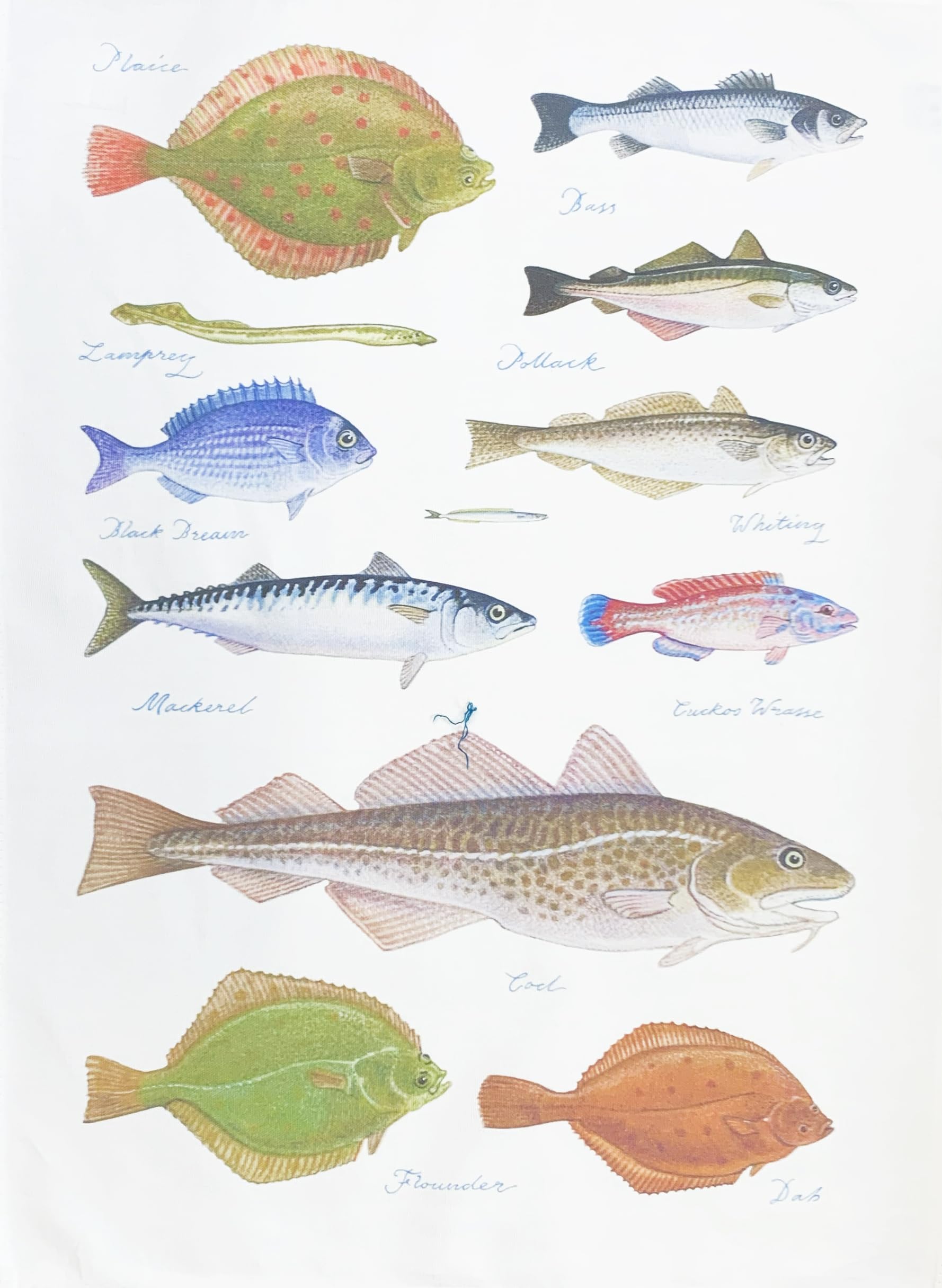 Half a Donkey Sea Fishes Cotton Tea Towel, White, Large, 47x65cm, Rectangular, Plain Weave
