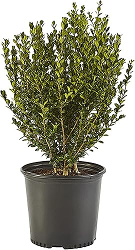Shrub Wintergreen Boj, 7 galones, verde intenso