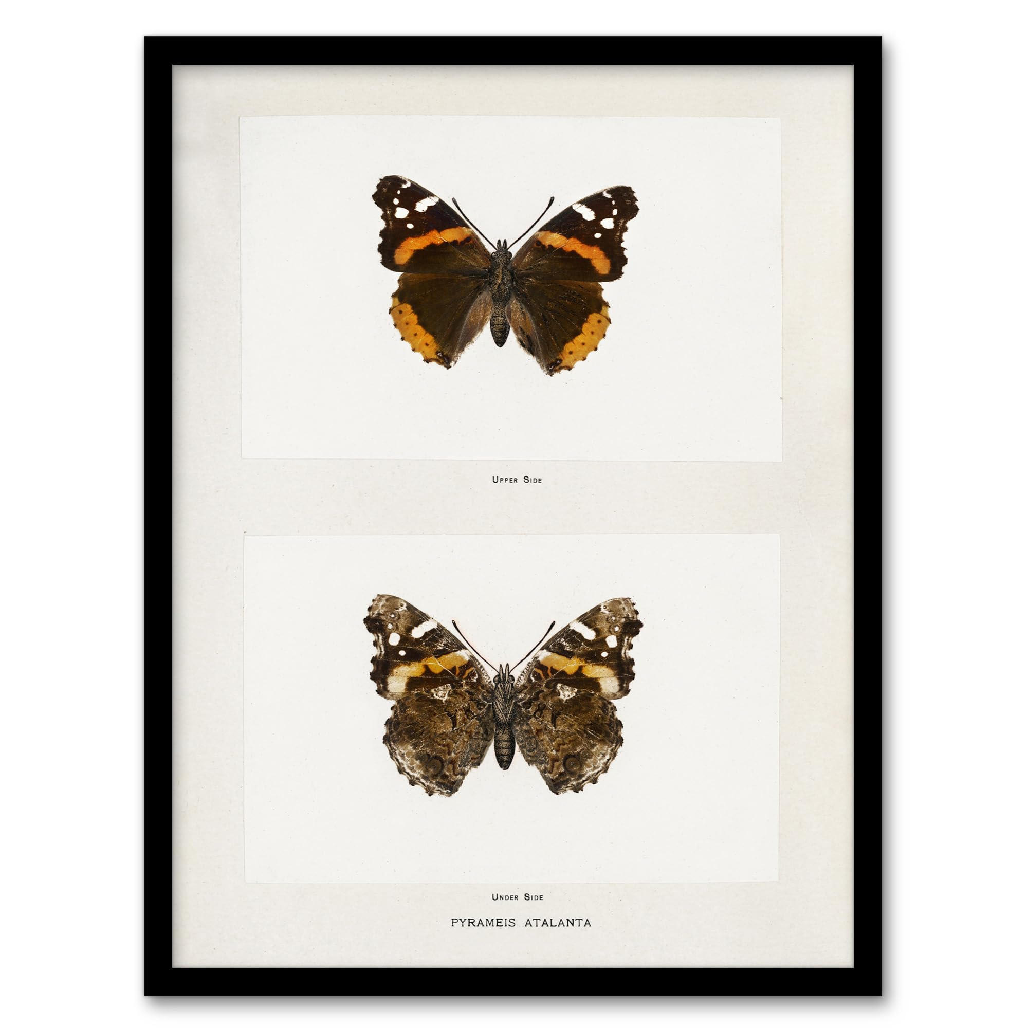 Artery8 Denton Red Admiral Butterfly Vintage Illustration Framed Wall Art Print Home Décor A4