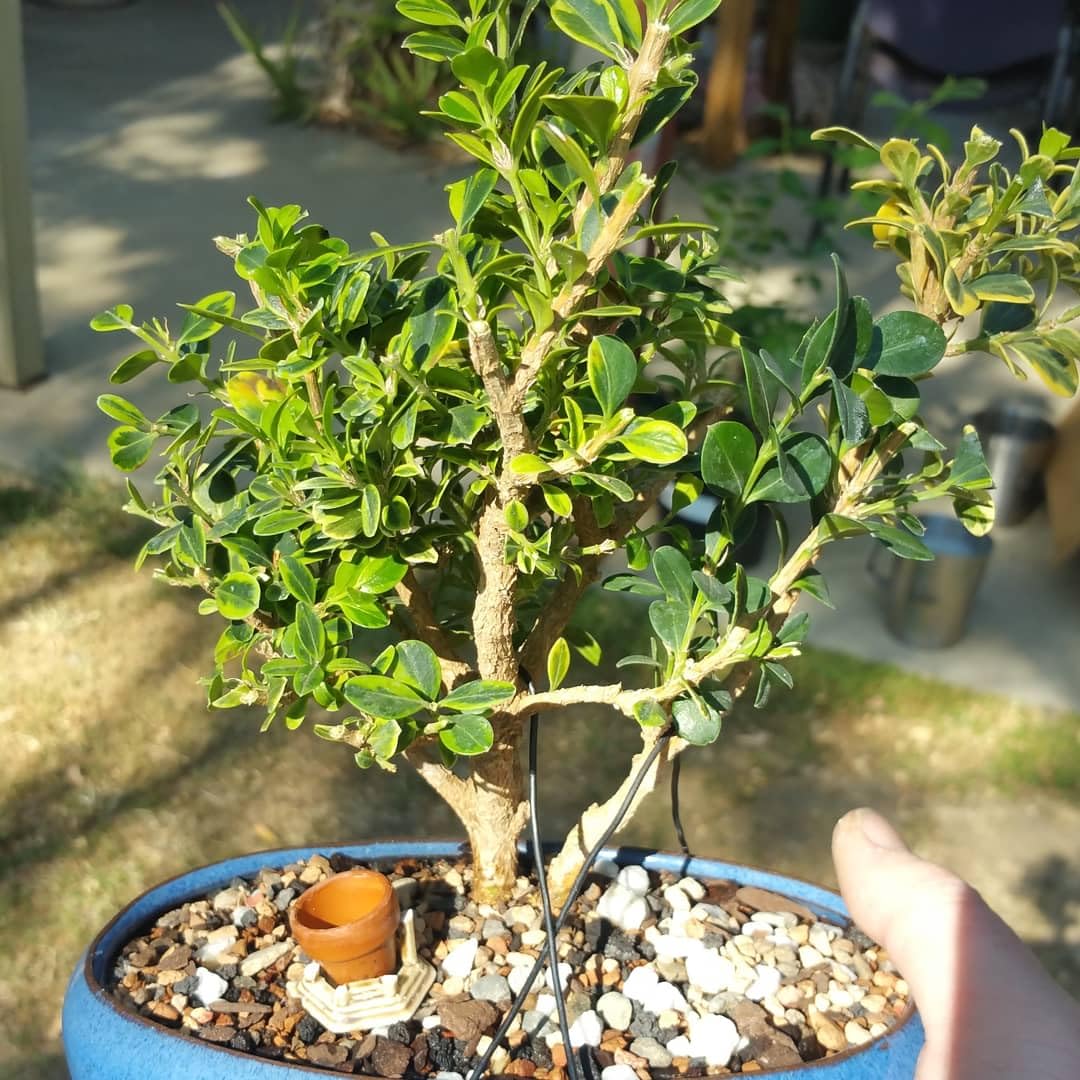 Mphmi Perennial NCR Plants Commiphora Mukul, Guggal, Guggul - Plant :  Amazon.in: Garden & Outdoors