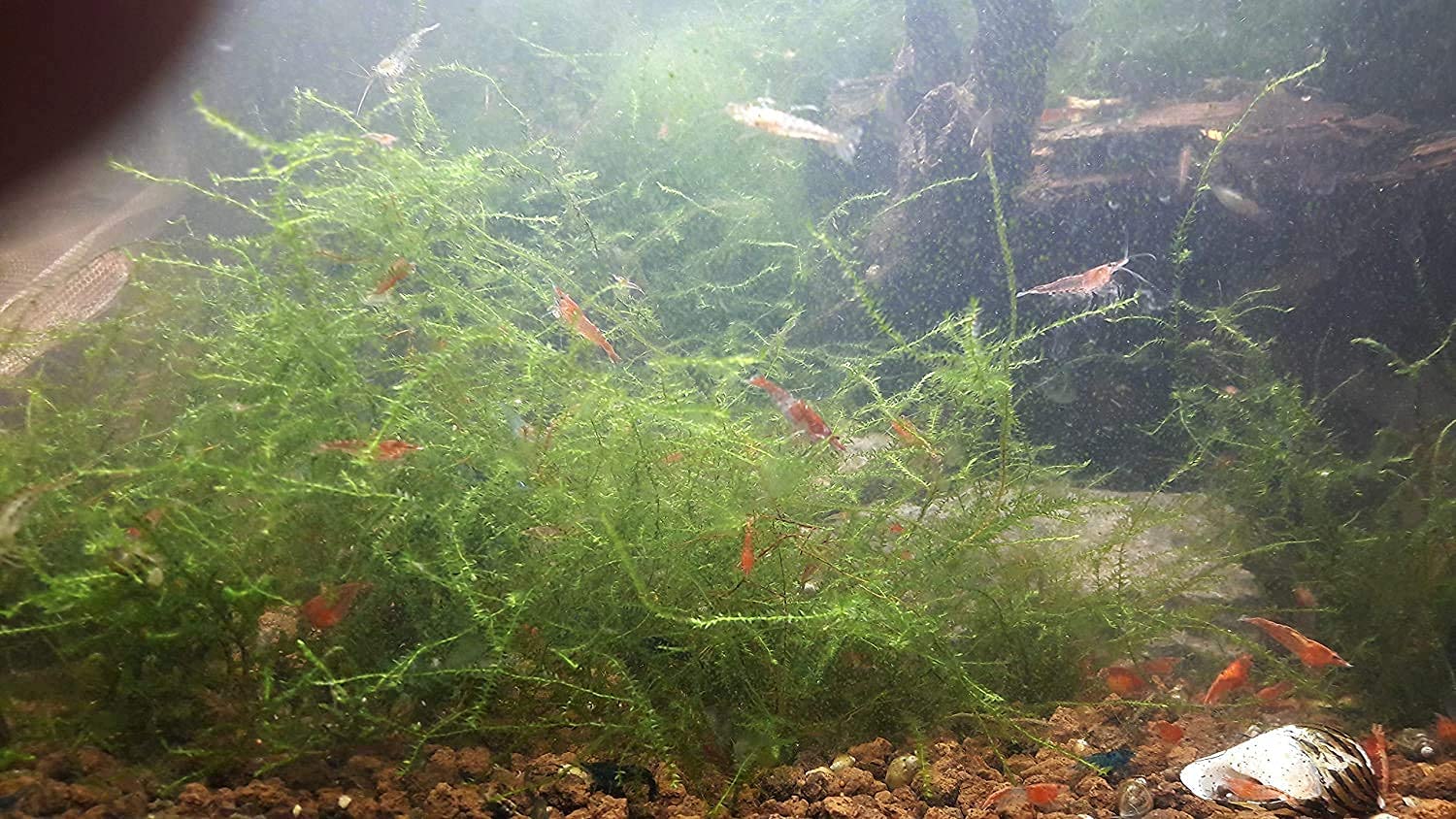 Bunter Garnelen Mix 20x