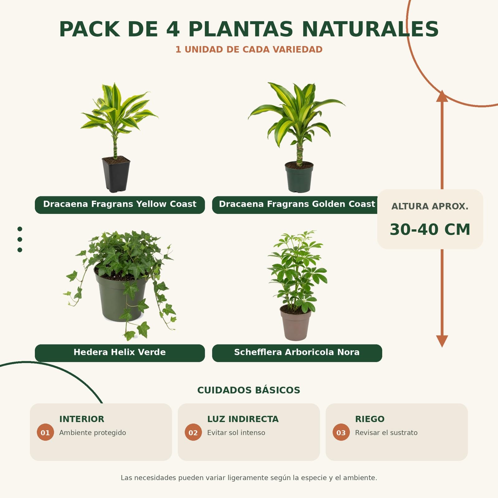 DECOALIVE Pack 4 Plantas de Interior: Exposición Botánica Interior