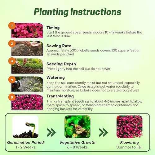 Miniatura 4 de Outsidepride Lobelia Rosamond para bordes de bordes, jardines de rocas, cestas colgantes, cajas de ventana y cubierta del suelo, 10000 semillas