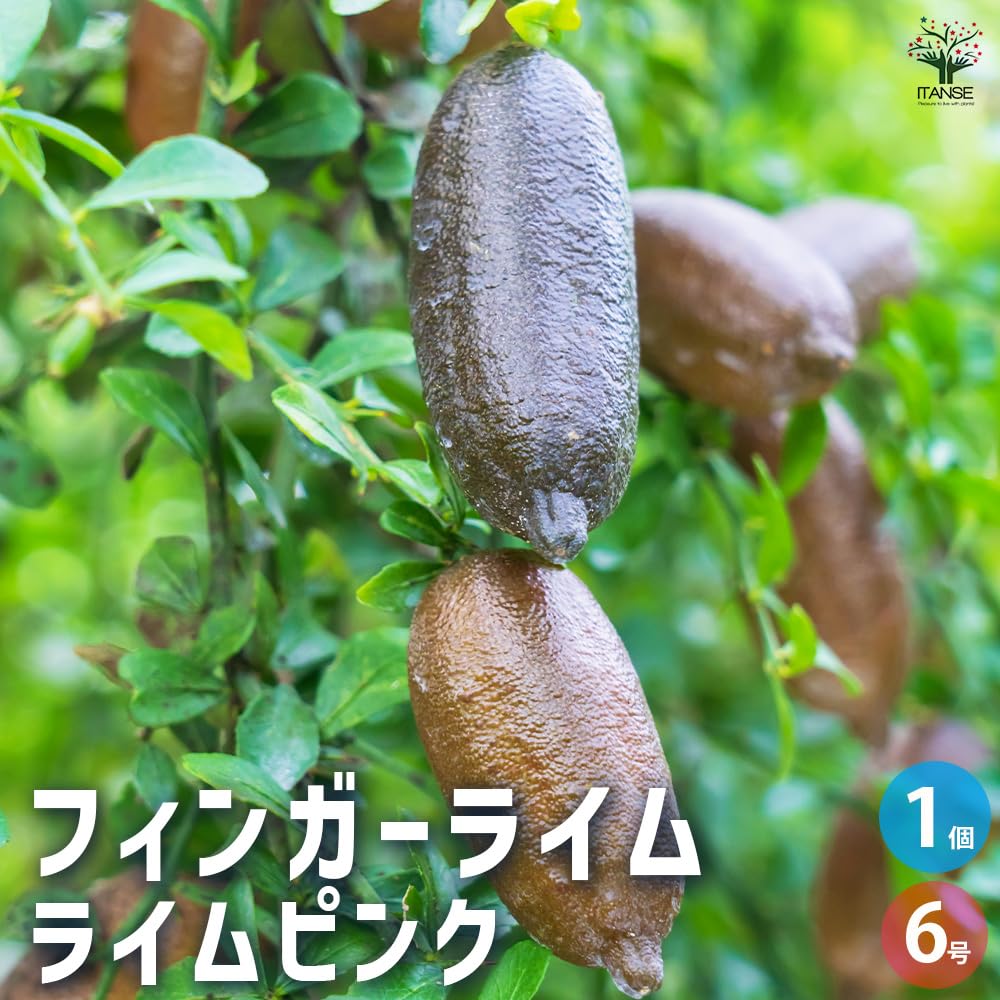 Amazon.co.jp: ITANSE フィンガーライム ライムピンク 6号 1個