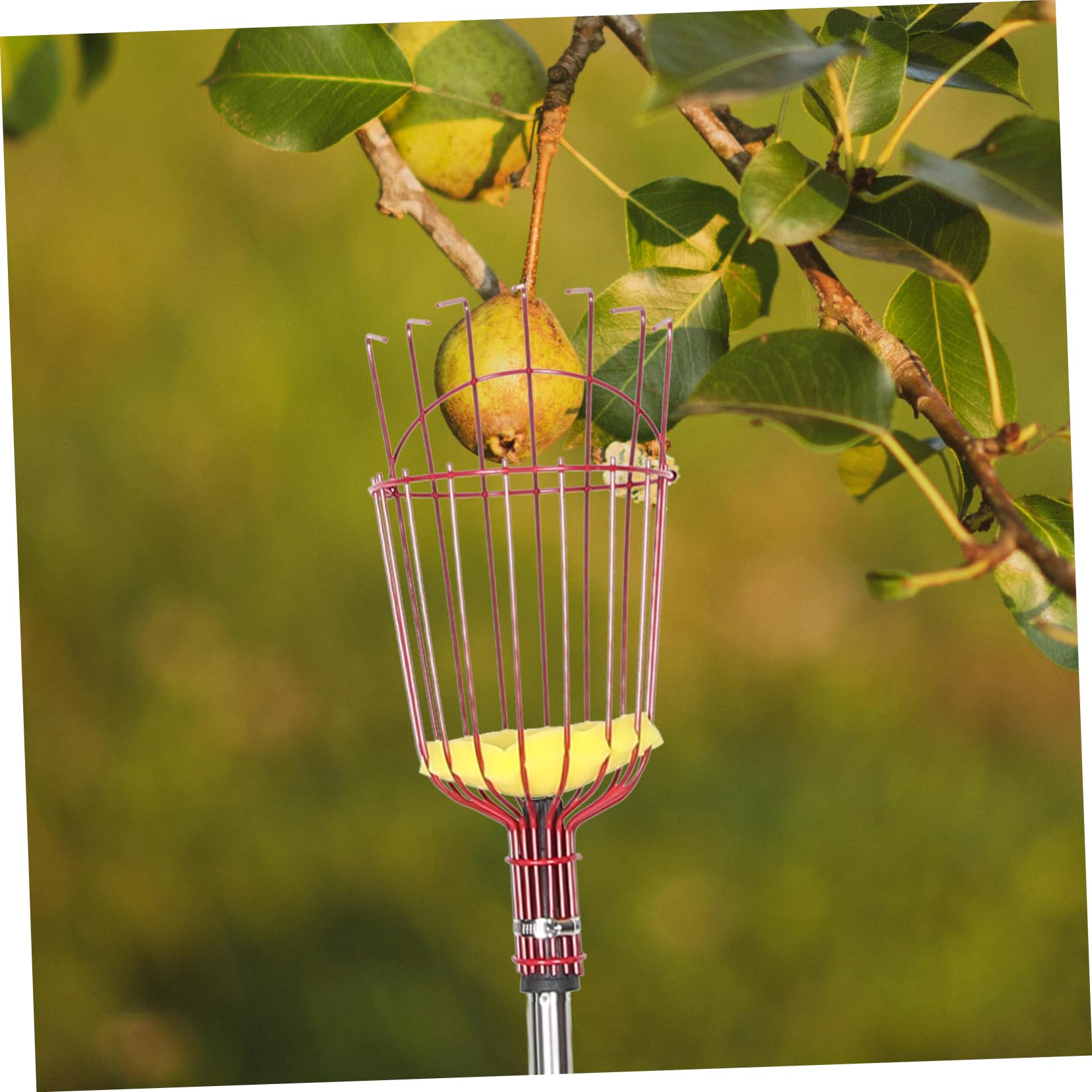 VANZACK Cueilleur de Fruits à Perche Télescopique en Acier Allié Léger avec Longueur Ajustable et Assemblage en Quatre Sections pour Jardin et Récolte de Poires