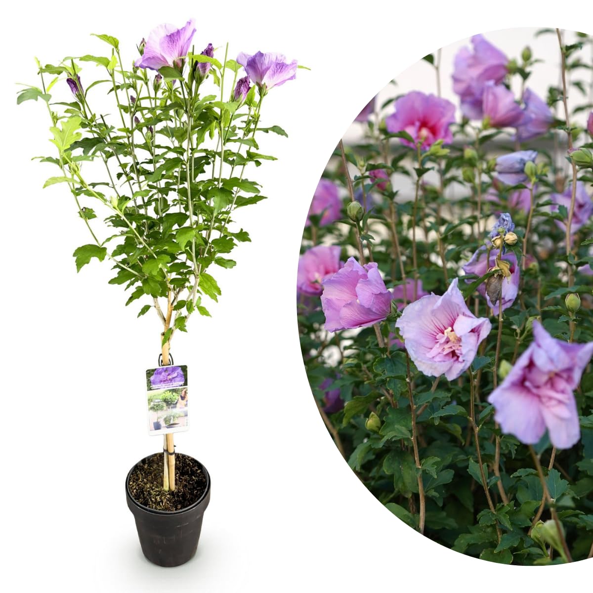 My Green Help – Hibiscus syriacus Lavender Chiffon ad Alberello, Ibisco Siriaco Ornamentale, 1 Pianta Viva Ø19 cm, Elegante Punto Focale per Terrazzo e Giardino