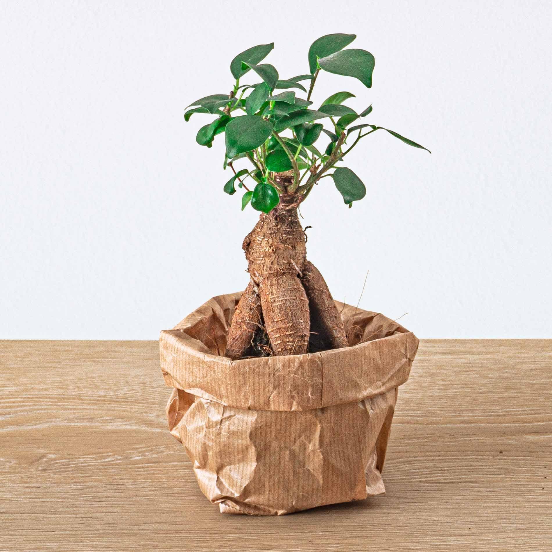 Bonsai - Chinesischer Feigenbaum (Ficus ginseng Bonsai) - von Botanicly :  Amazon.de: Garten