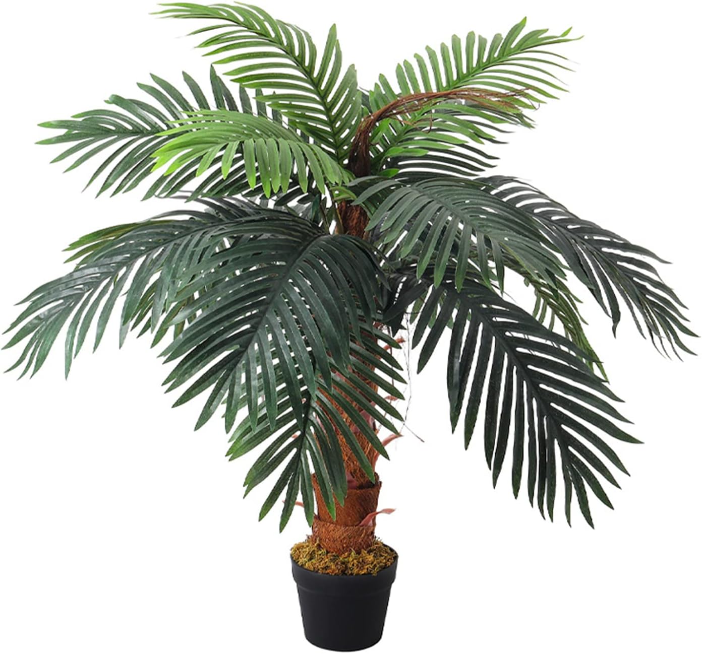 Areca Palm Tree