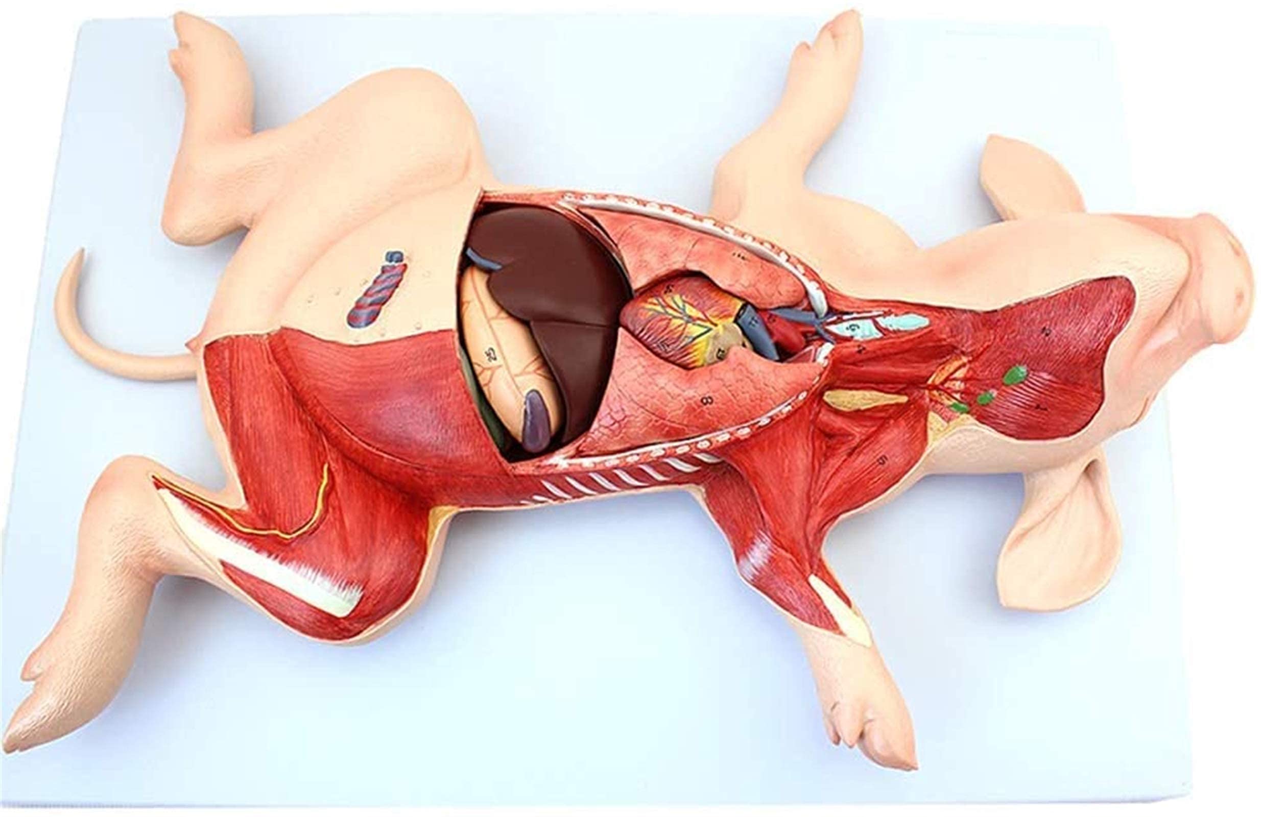 Modello Anatomico Maiale 4D - 19 Organi Staccabili, Dimensioni 15.6x8.8 Cm, Materiale Atossico, Per Studio E Didattica
