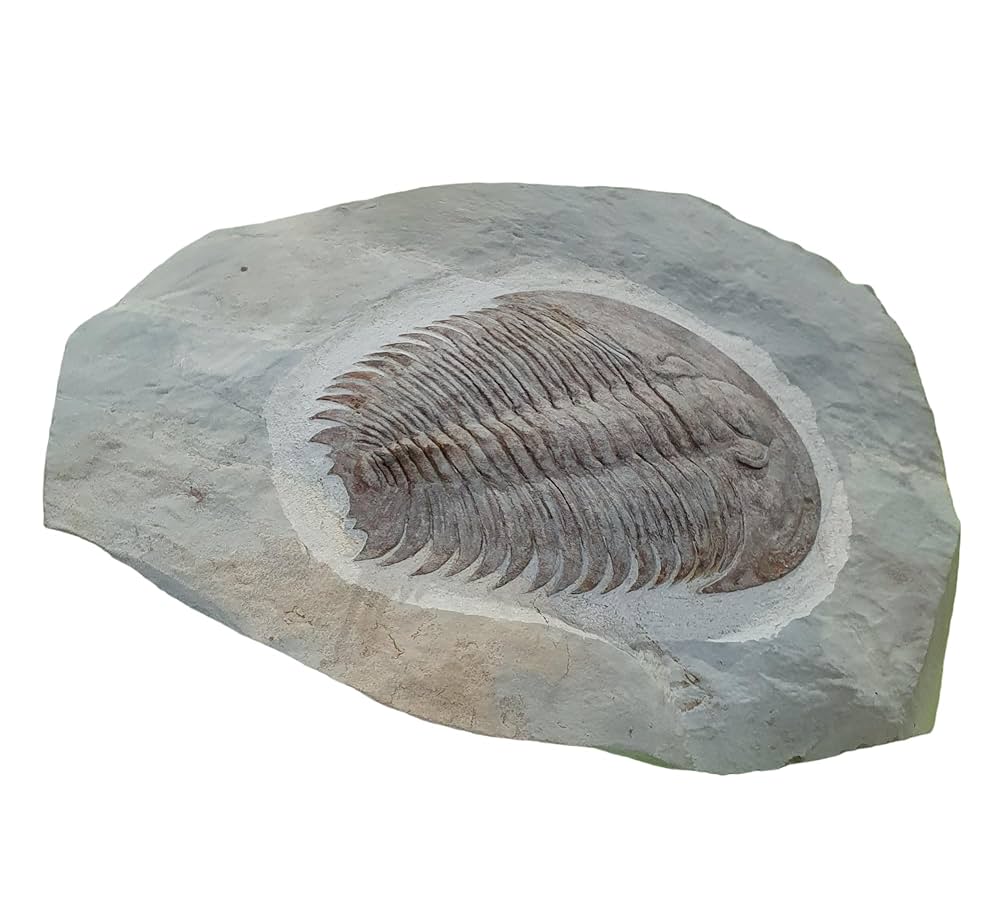 ディアドラ　CAMPANIA Vintage Dia-Compe 981 Cantilever Brake Japan Complete Parts