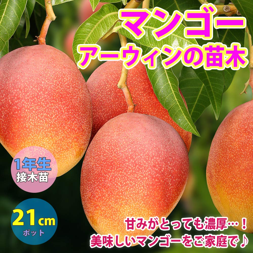 Amazon.co.jp: ITANSE マンゴーの苗木 アーウィン 21cmポット 1