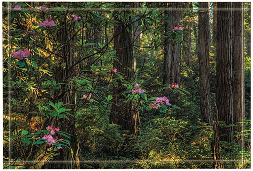 EdCott Forest Decor Pink Flowers in Frests Bath Rugs Non-Slip Doormat Floor Entryways Outdoor Indoor Front Door Mat Kids Bath Mat 15.7x23.21in Bathroom Accessories