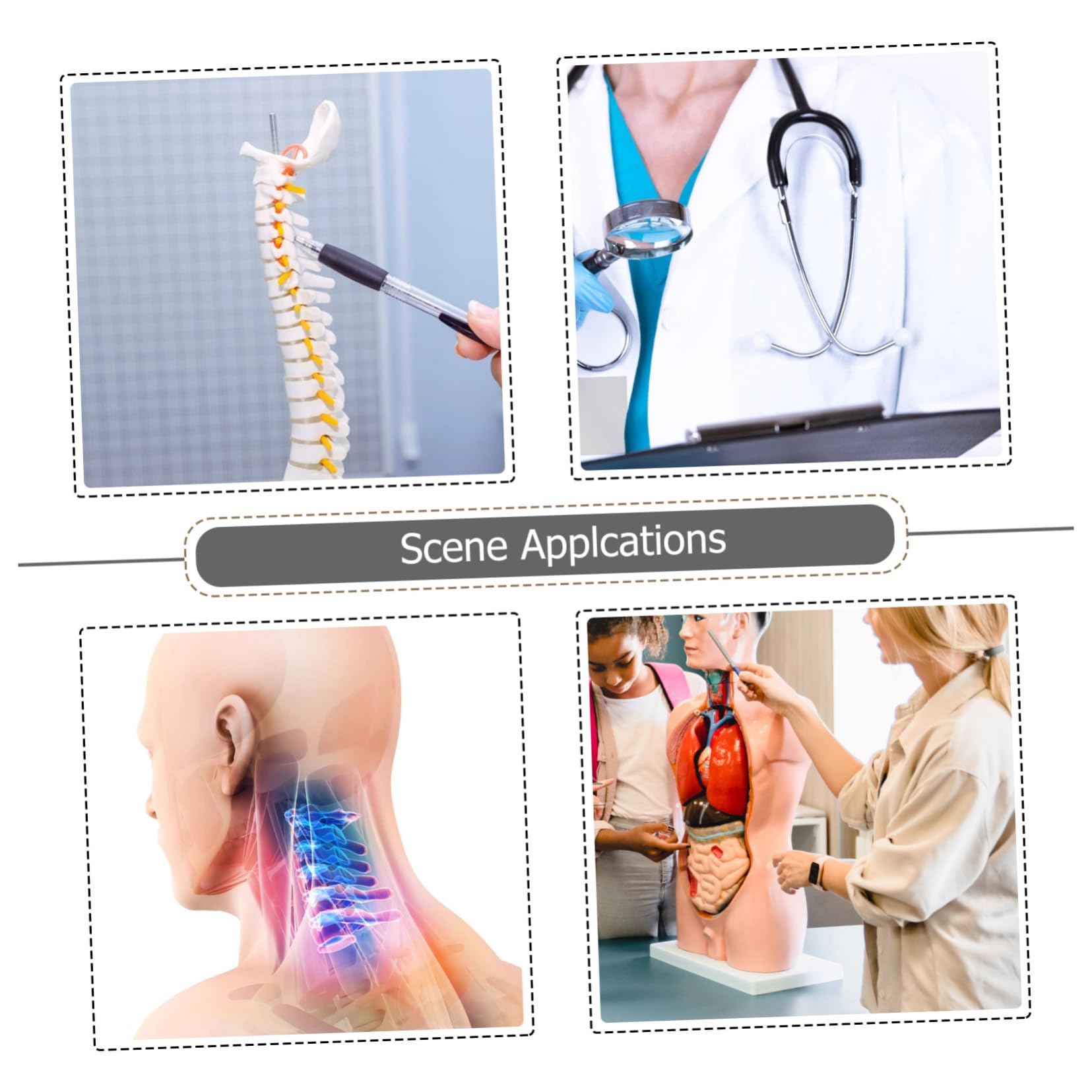 Amosfun Modello Medico della Colonna Cervicale in Pvc, Scheletro Anatomico Bianco Nervi e Muscoli, per Insegnamento e Dimostrazione Medica | Ambito Medico e Didattico, Uso per Pratica e Spiegazione, Adatto a Studenti e Medici