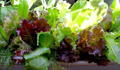 Miniatura 7 de Mezcla de lechuga de interior 25 días para ensalada Vegetales sin OMG para plantar 1000 semillas