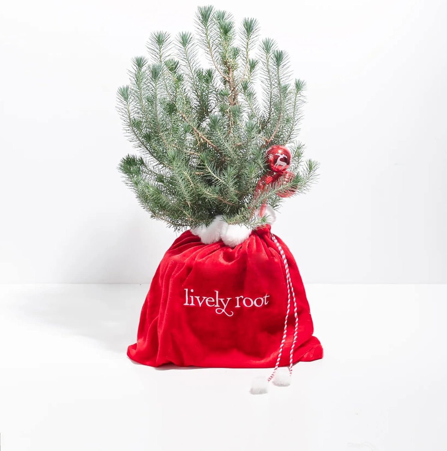 Lively Root Holiday Stone Pine in Santa Bag, Live Indoor