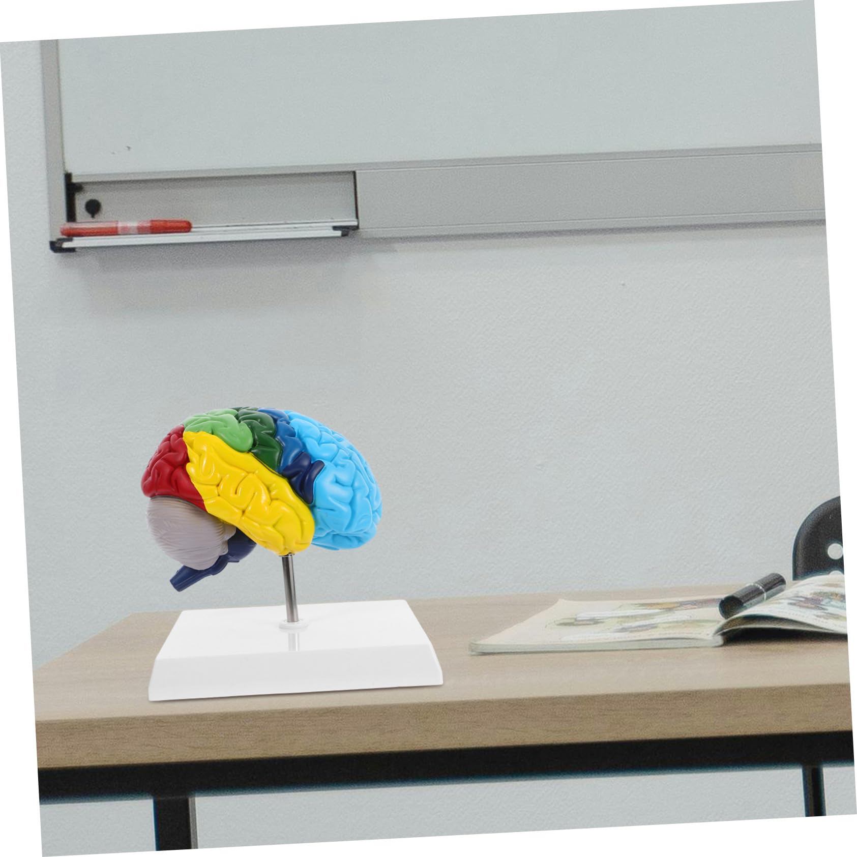 Pvc Modello Anatomico Cervello Umano 1: 1 per Studio Medico